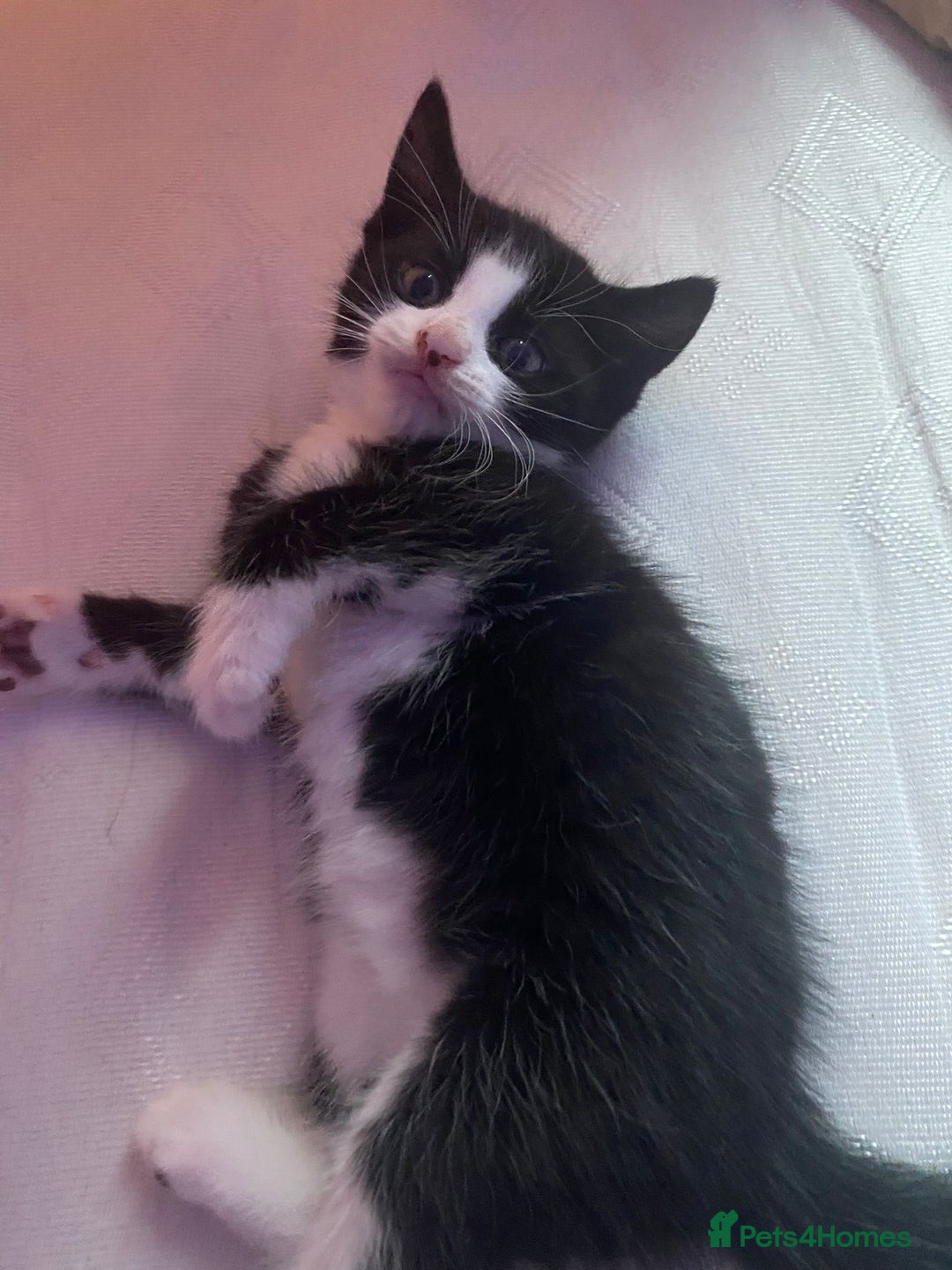 American Shorthair cats for sale: 3 kittens for sale  - Image 4