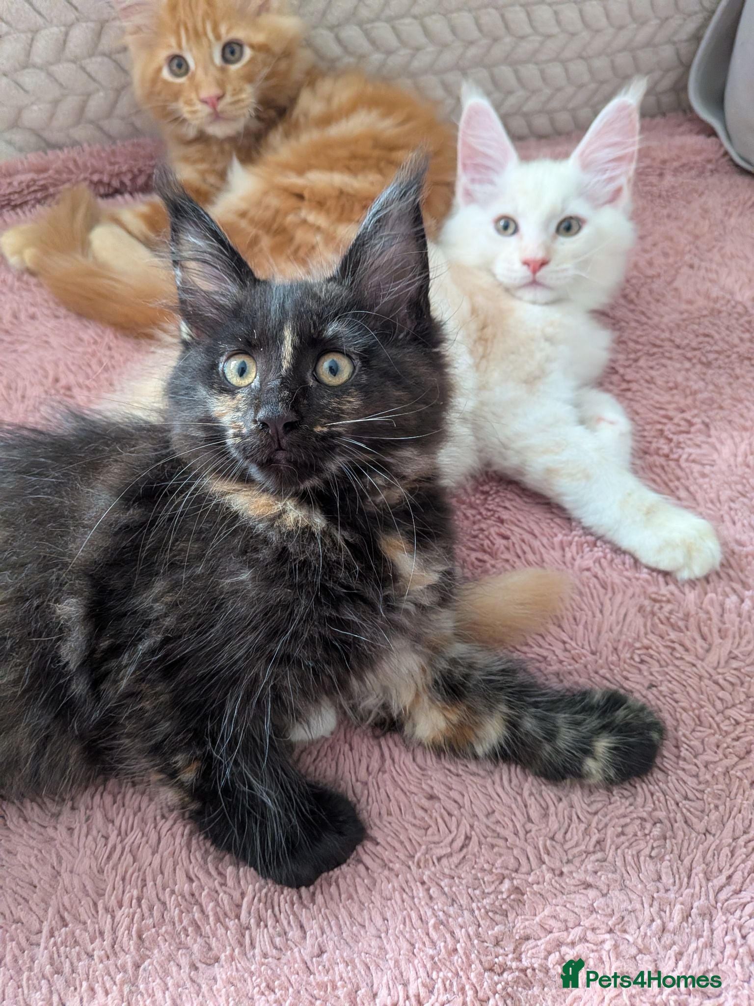 Maine Coon cats Maine Coons kittens  - Advert 1