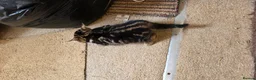 Mixed Breed cats for sale: Playful and sweet kittens  - Advert 4