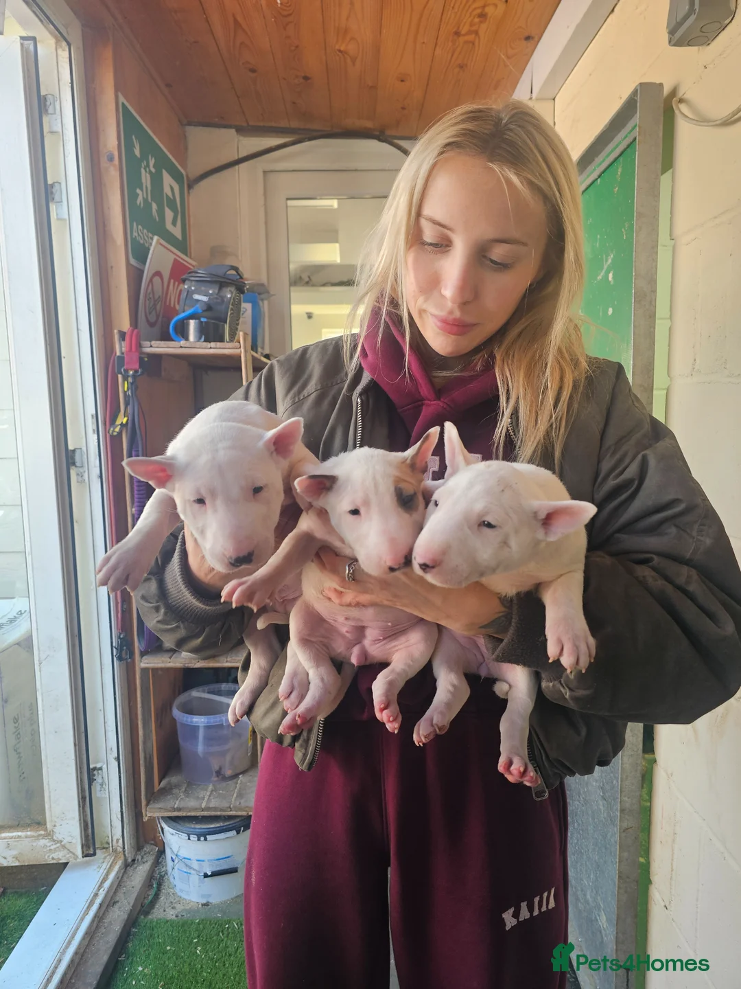 English Bull Terrier dogs for sale: Stunning English bullterrier pups for sale - Advert 5