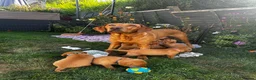 Labrador Retriever dogs for sale: Fox Red Labrador Puppies 🐾 - Advert 4