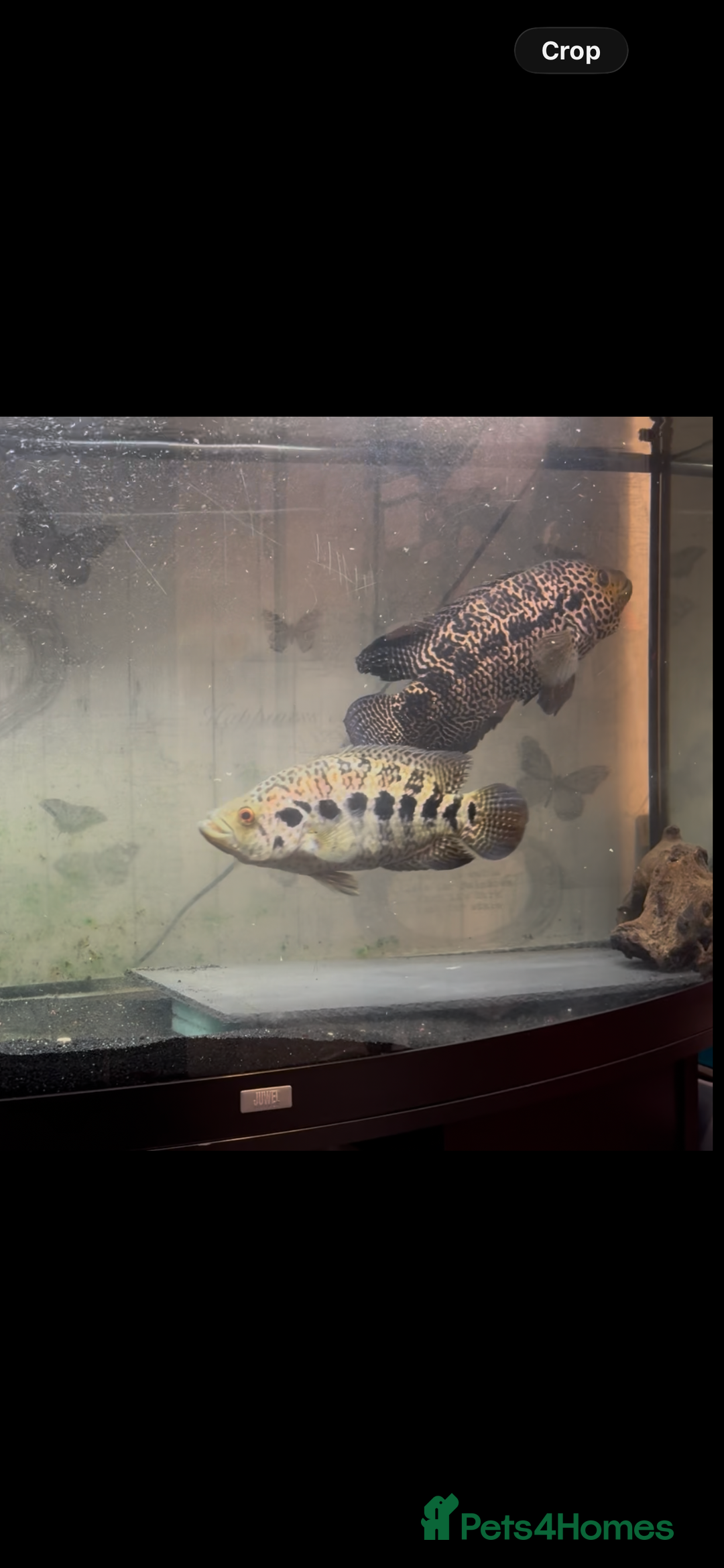 Cichlids fish for sale:  9.5 inch female jaguar cichlid  - Advert 4