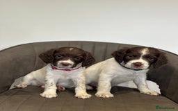 English Springer Spaniel dogs for sale: Kc springer puppies  - Image 1