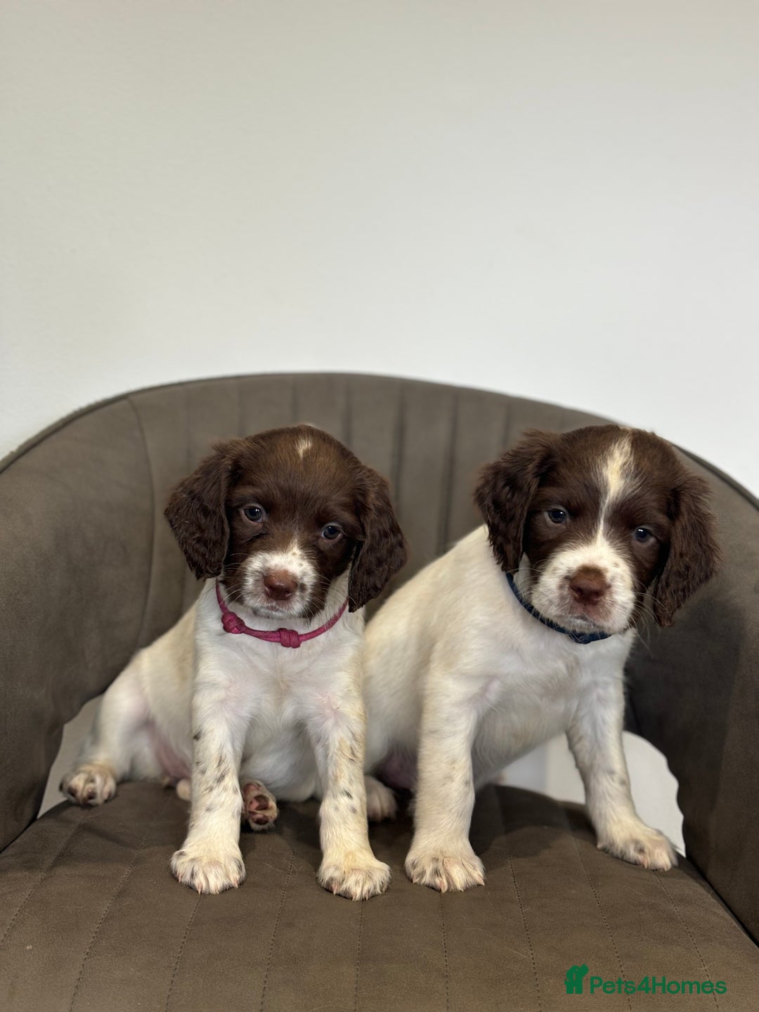 English Springer Spaniel dogs for sale: Kc springer puppies  - Image 1