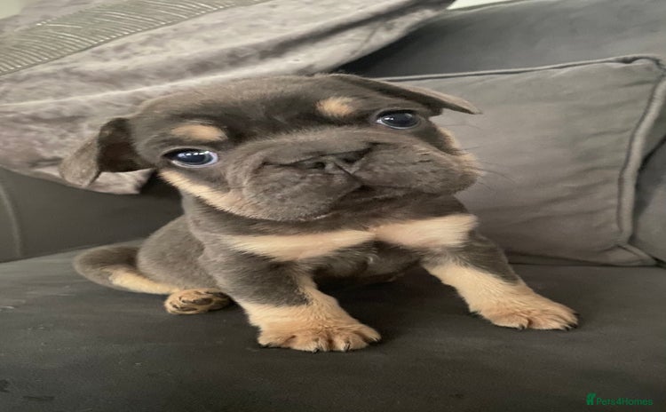 French Bulldog dogs - Advert 14
