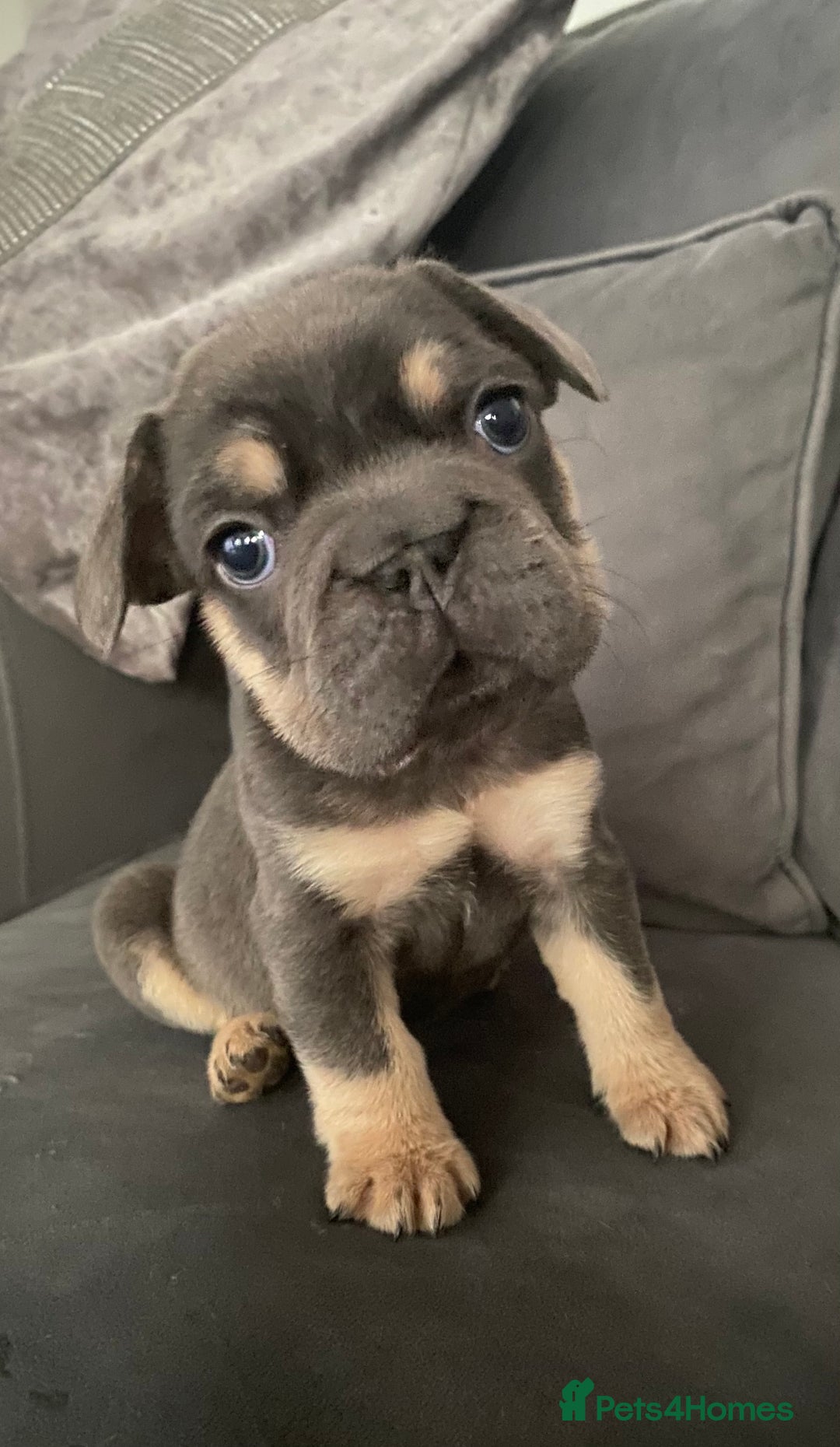 French Bulldog dogs for sale: Two French bulldog pups left discounted  - Image 1