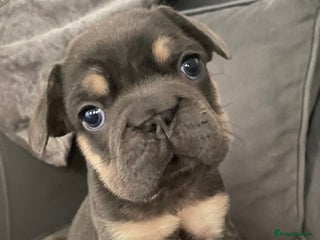 French Bulldog dogs - Advert 20