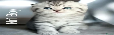 Scottish Fold 1