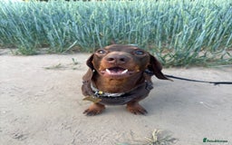Miniature Dachshund dogs for stud: Miniature dachshund for stud - Image 4