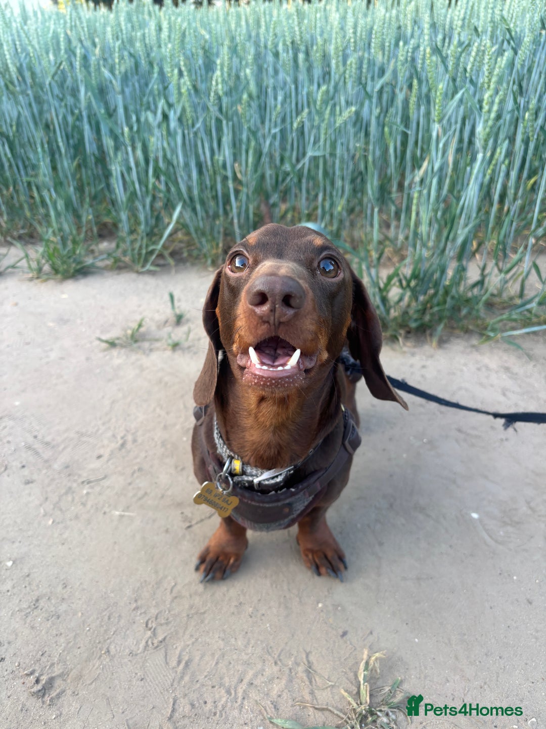 Miniature Dachshund dogs for stud: Miniature dachshund for stud - Image 4