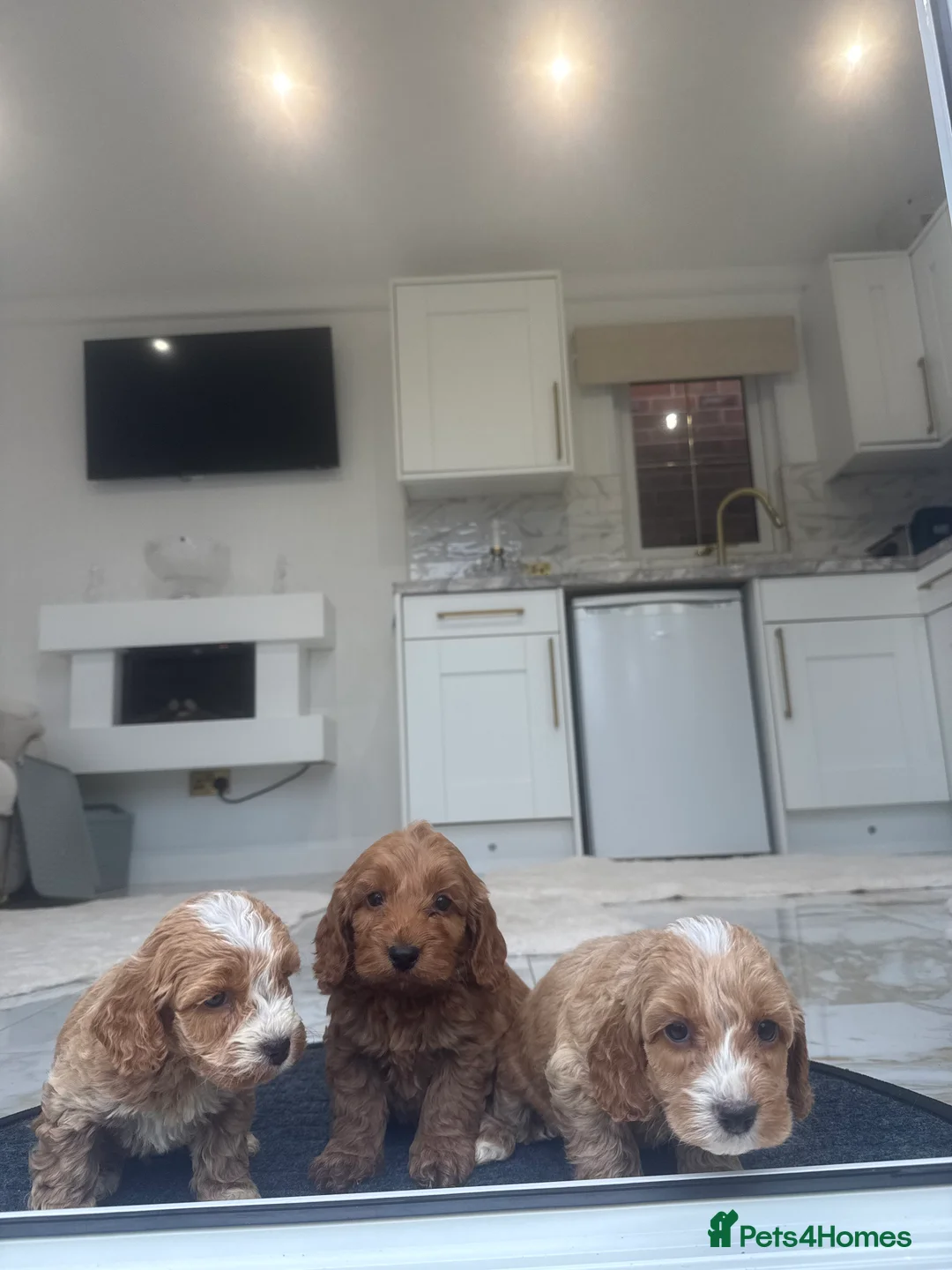 Cockapoo dogs for sale: F1 pra clear Cockapoos (council licensed breeder) - Advert 15
