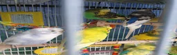 Budgerigars birds for sale: Buggies various colours - Advert 9