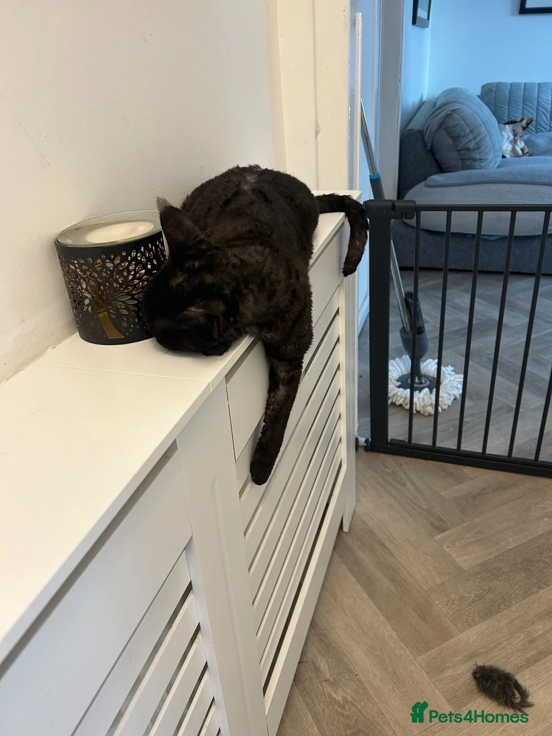 Devon Rex cats for sale: Beautiful Devon Rex boy 5 years  - Advert 2