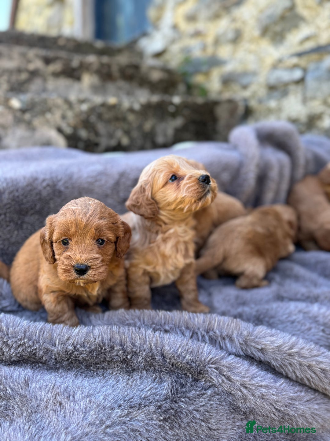 Cockapoo dogs for sale: ⭐️Ready Now, beautiful boys⭐️ Cockapoo puppies - Image 20