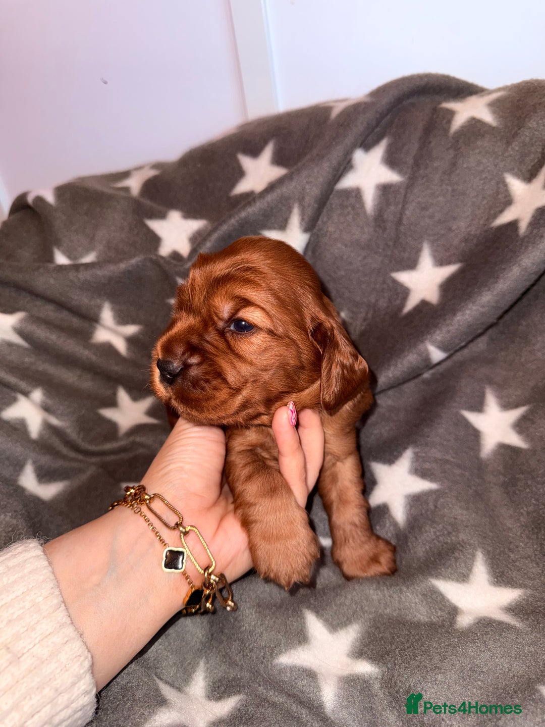 Cocker Spaniel dogs for sale: Chunky Show Cocker Spaniel Puppies  - Advert 13