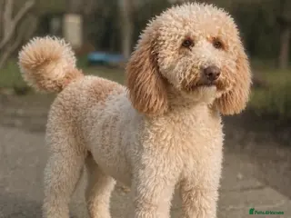 Miniature Poodle dogs Professional Stud Service - Cookie -Apricot Parti - Advert 6