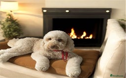 Labradoodle dogs for sale: Premium Multigen Labradoodle Puppies  - Advert 7