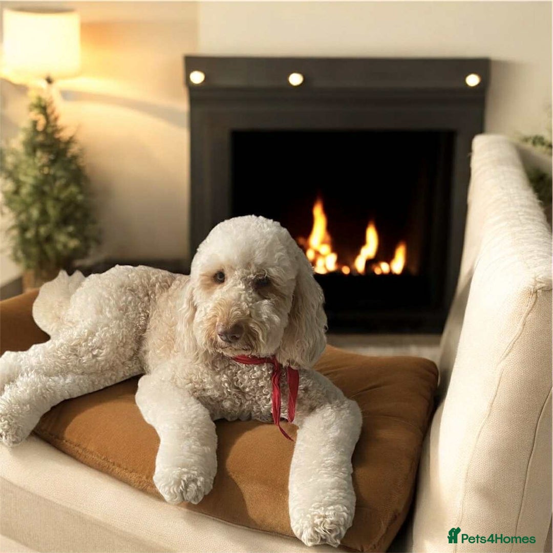 Labradoodle dogs for sale: Premium Multigen Labradoodle Puppies  - Advert 7