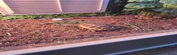 Tortoise reptiles for sale: Turbo the tortoise - Advert 2