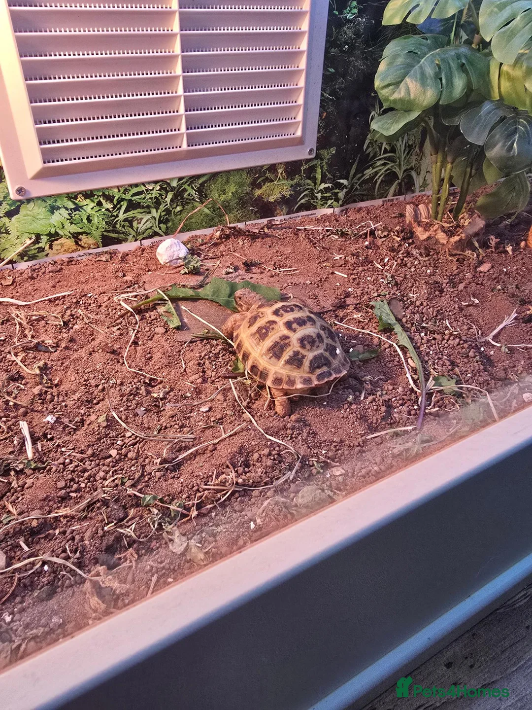 Tortoise reptiles for sale: Turbo the tortoise - Advert 2