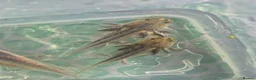Axolotl reptiles for sale: Range of baby axolotls, hets known - Advert 12