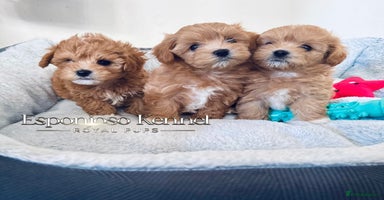Maltipoo dogs - Advert 16