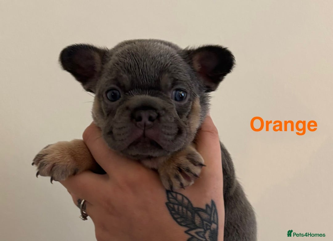 French Bulldog dogs for sale: 3 Female French bulldog puppies  - Image 15