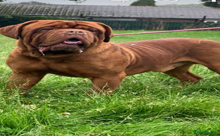Dogue De Bordeaux dogs - Advert 10