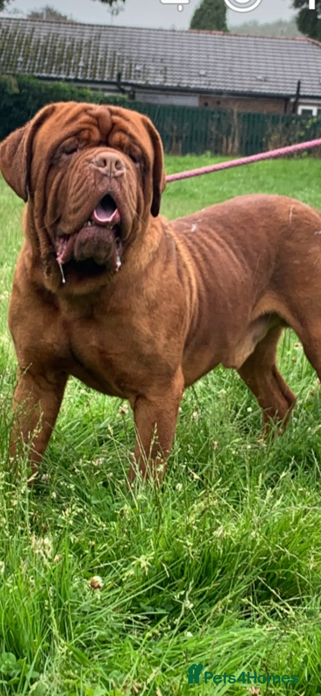 Dogue De Bordeaux dogs for sale: Pick of litter - Image 1