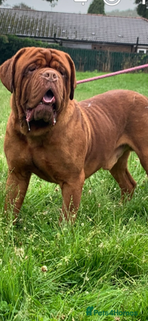 Dogue De Bordeaux dogs - Advert 1
