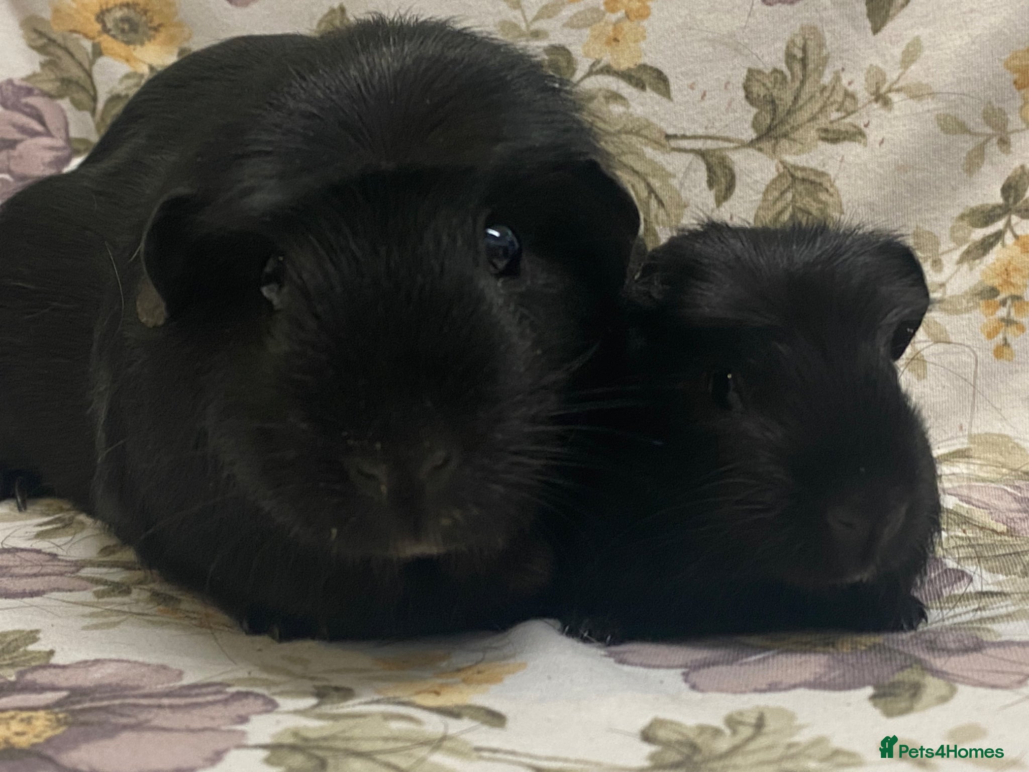 Guinea Pig rodents Mum and baby daughter pair available  - Advert 1