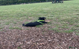 Mixed Breed dogs for sale: Border collie x German Shepard  - Image 4