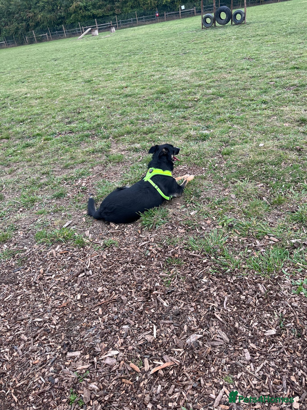 Mixed Breed dogs for sale: Border collie x German Shepard  - Image 4