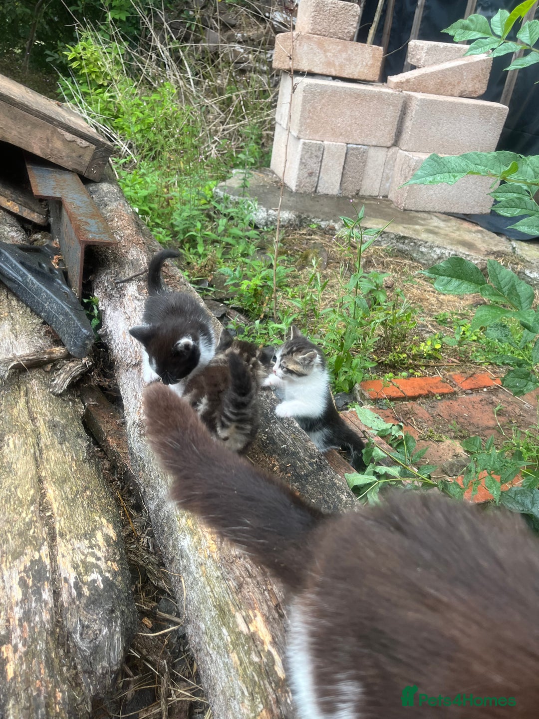 Mixed Breed cats for sale: Lovely well handled kittens - Image 4