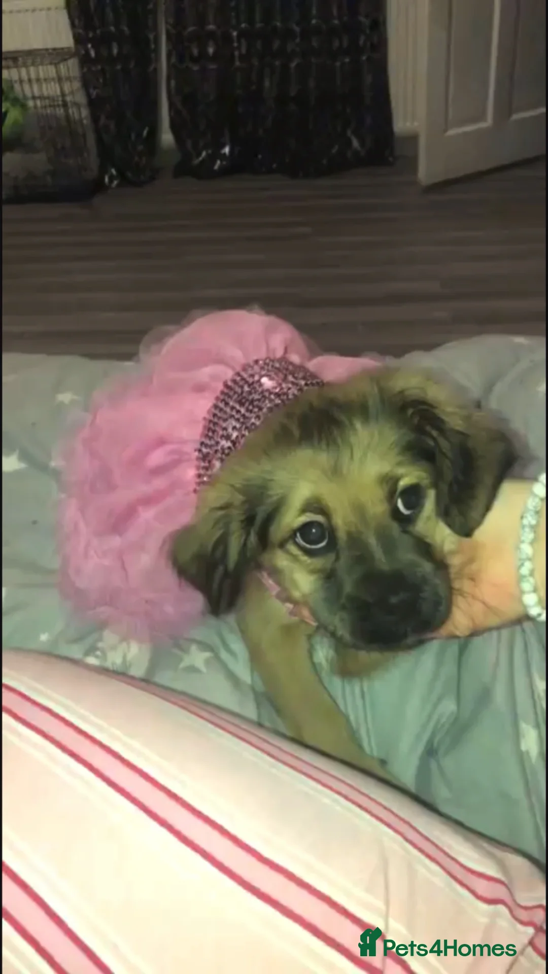 Mixed Breed dogs for sale: Sproodle X pug in Bradford - Advert 1