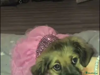 Mixed Breed dogs Sproodle X pug - Advert 10