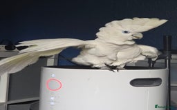 Cockatoo birds for sale: Female umbrella cockatoo  - Image 2