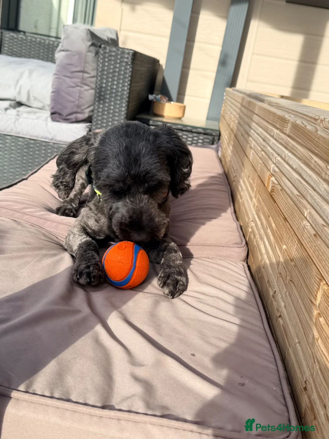 Cockapoo dogs for sale: 2yr old female cockapoo - Advert 2