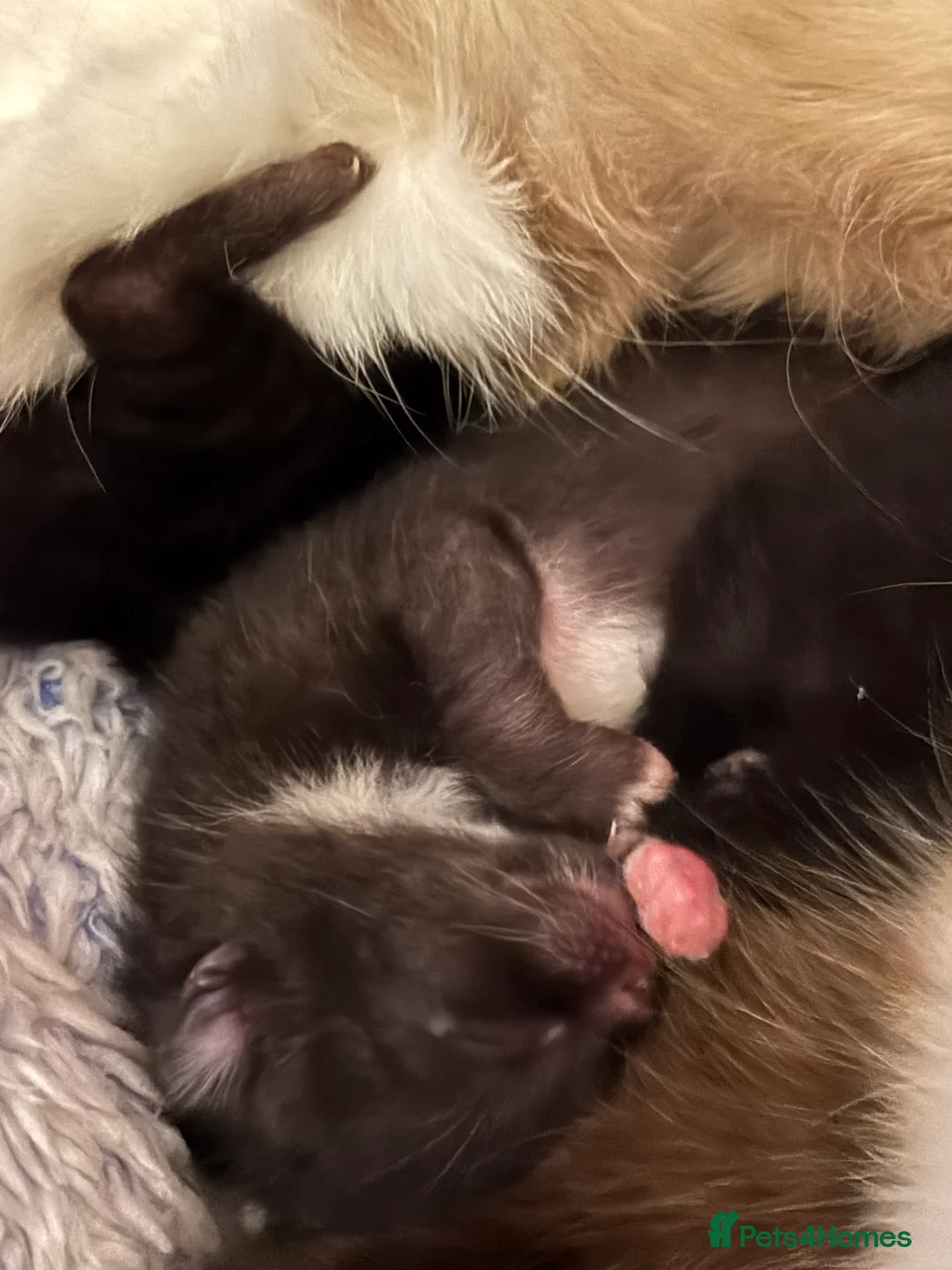 Ragdoll cats for sale: Ragdoll × British Shorthair Kittens - Advert 3