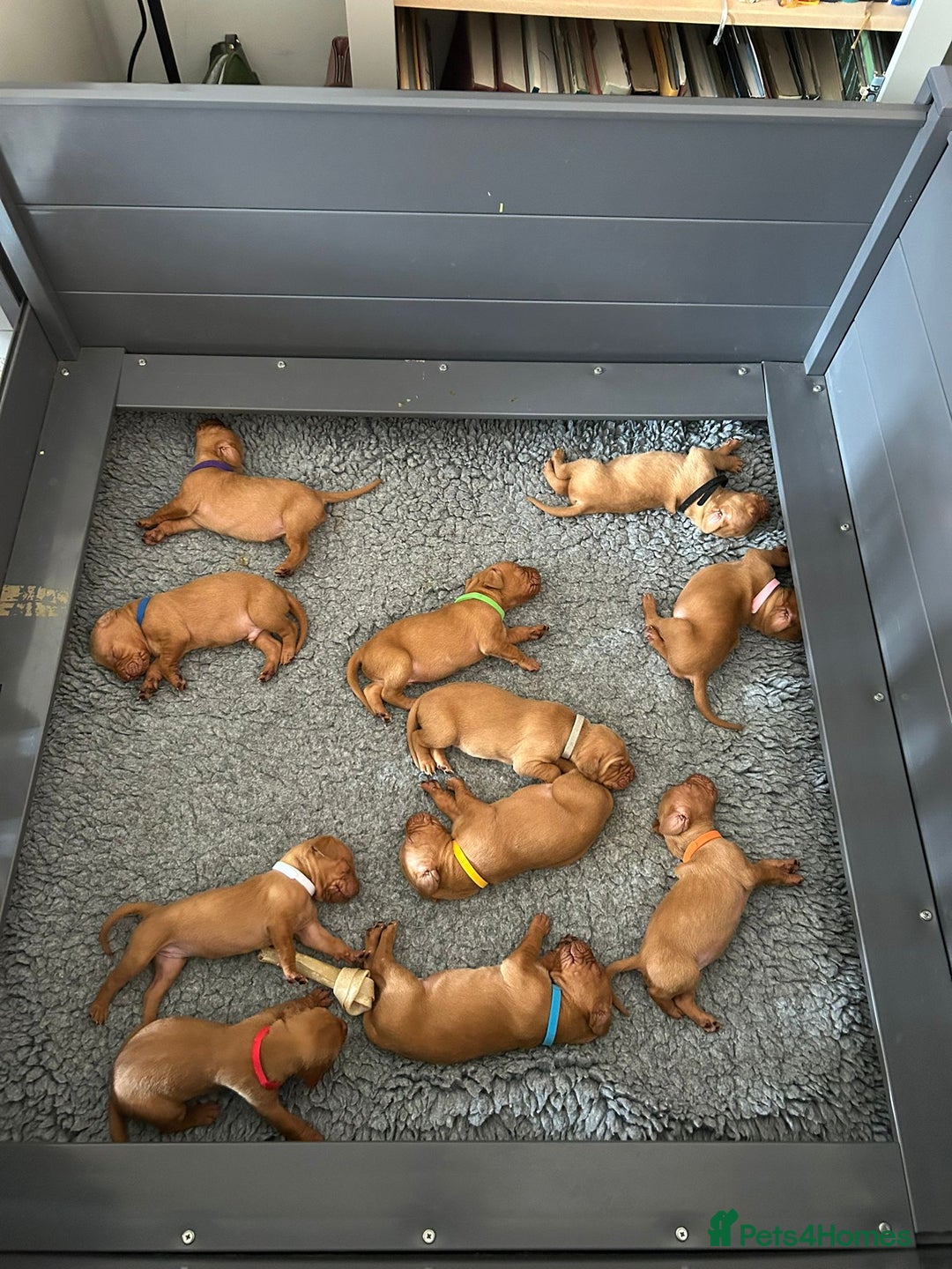 Hungarian Vizsla dogs for sale: KC Reg Hungarian Vizsla Puppies-Imported Lineage - Image 5