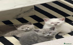 British Shorthair cats for sale: Purrfect babies ready for their new homes.  - Image 1