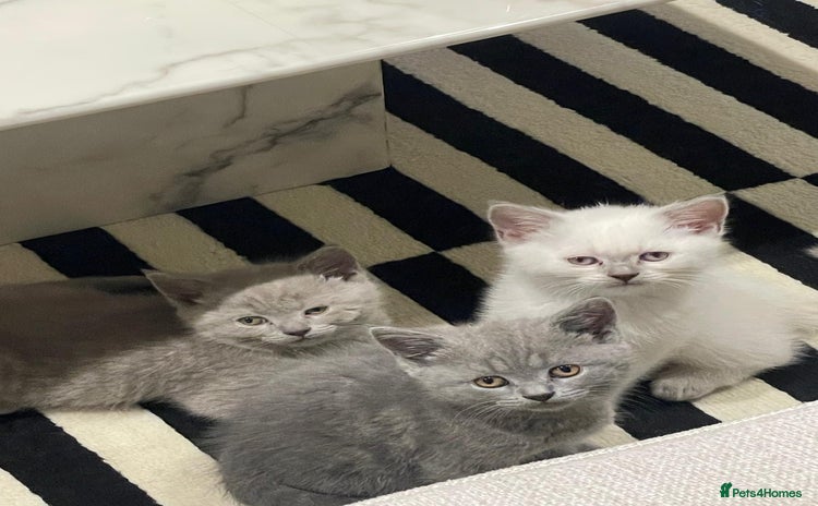 British Shorthair cats - Advert 2