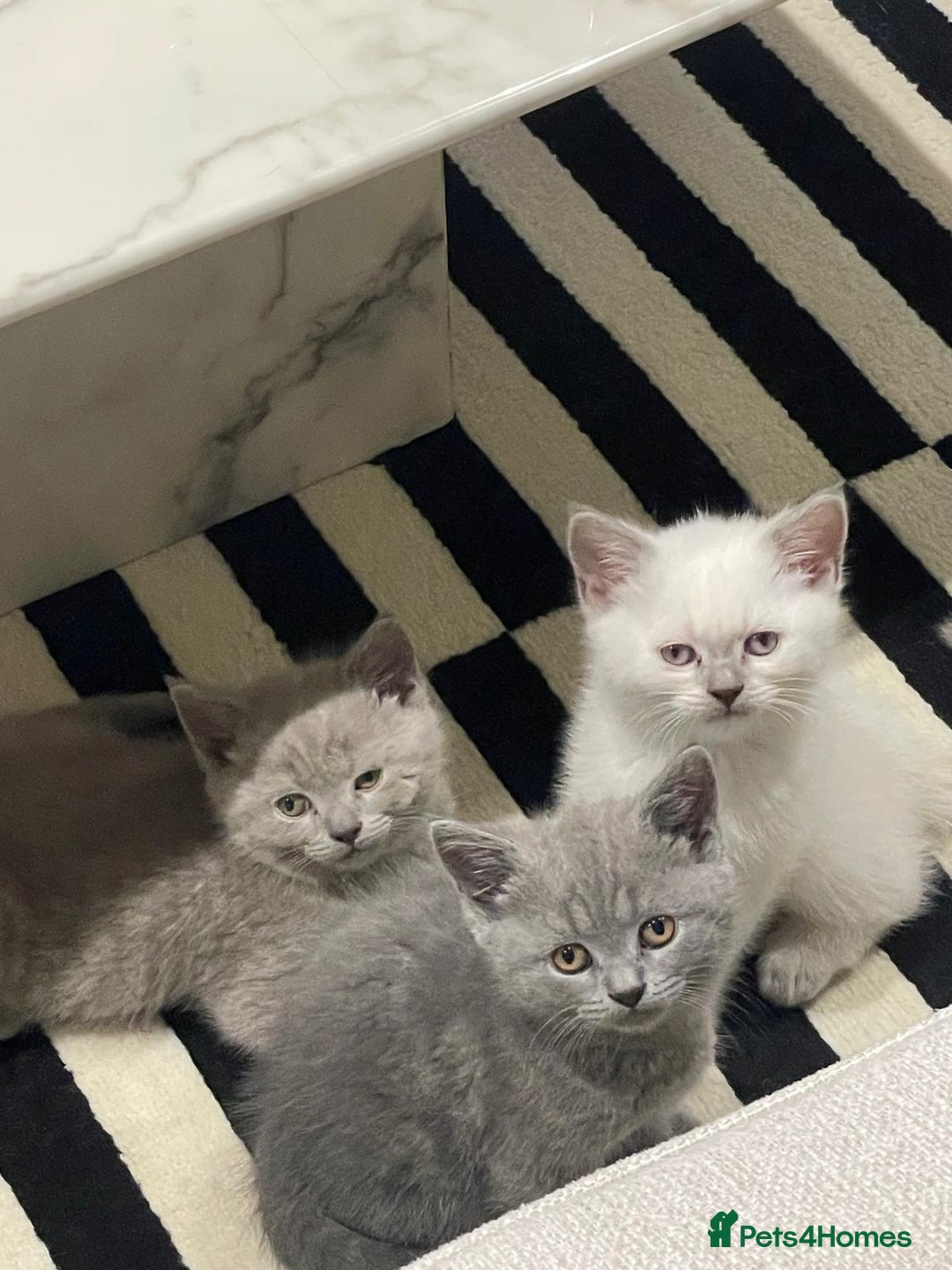 British Shorthair cats for sale: Purrfect babies ready for their new homes.  - Image 1