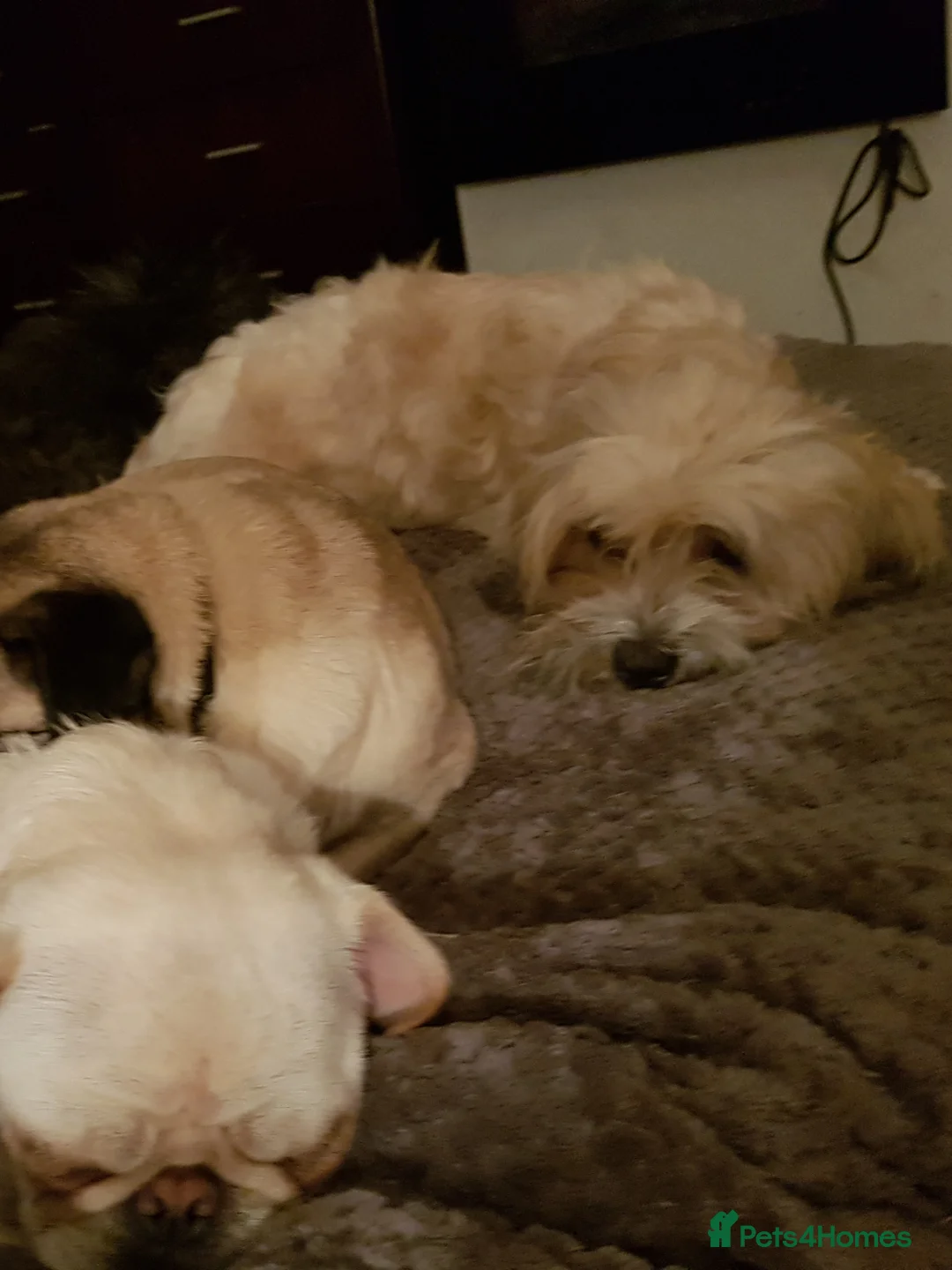 Mixed Breed dogs for sale: Shih tzu cross Pug puppies - Advert 13
