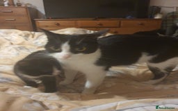 British Shorthair cats for sale: Kittens 8 weeks ready - Advert 2