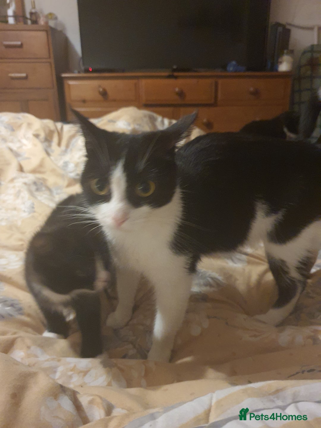 British Shorthair cats for sale: Kittens 8 weeks ready - Advert 2