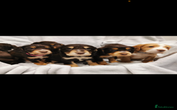 Cocker Spaniel dogs for stud: Kc health tested working cocker spaniel  - Image 5