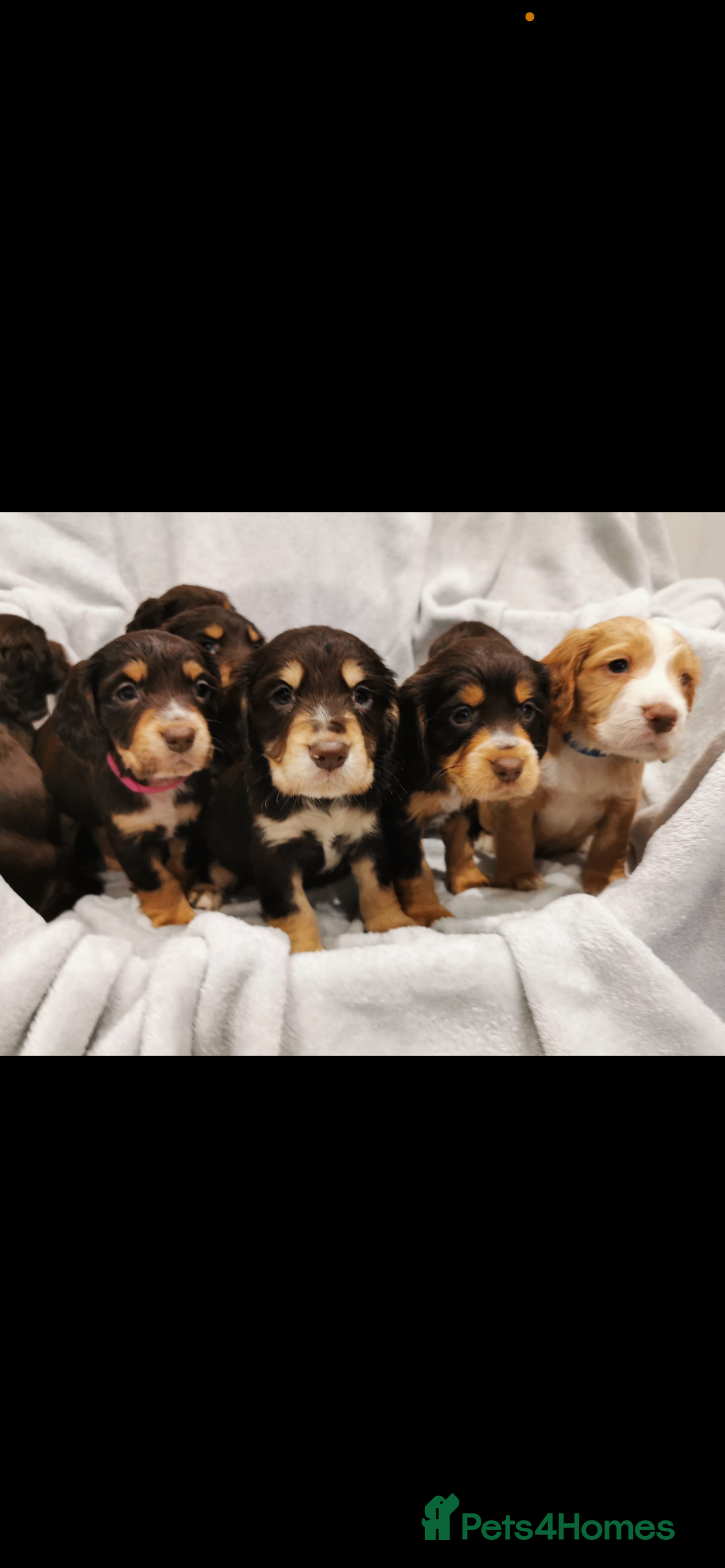 Cocker Spaniel dogs for stud: Kc health tested working cocker spaniel  - Image 5