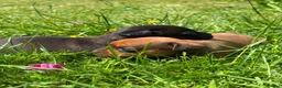 Mixed Breed dogs for sale: Pug X Dachund puppies - Advert 9