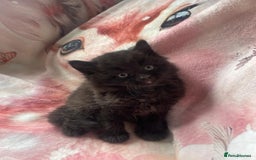 Mixed Breed cats for sale: Stunning kitty's please read full ad  - Image 12